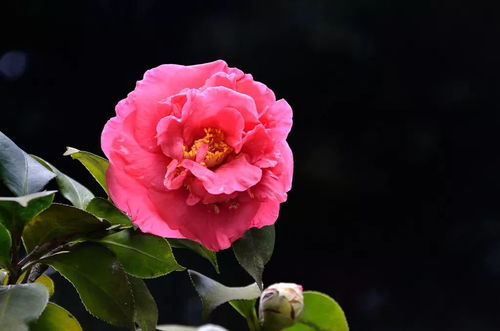 探寻花中珍品：比玫瑰花还贵的花种大盘点