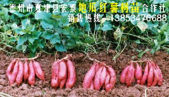 播种前的准备， 就像准备一场盛宴