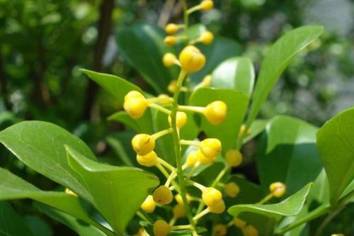 白杜丹的养护小技巧