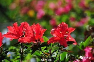 十大名花排行，你认识几个？