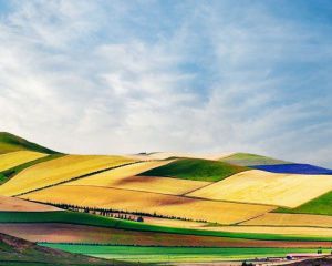 种多少株，这是个技术活