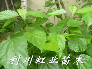斑鸠叶树高清图，你见过它独特的羽状复叶吗