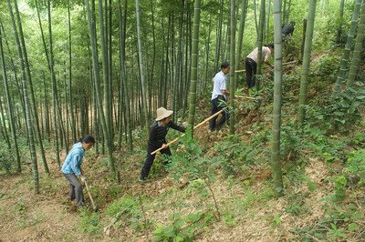 毛竹如何科学施肥和修剪，才能使其生长更旺盛