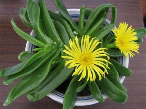 佛手掌花如何分株繁殖？能否快速培育出更多植株