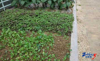 选草种就像找对象， 外表不嫩全信