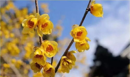 腊梅嫁接， 选对时机彳艮重要