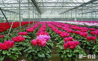 云南农业大学：花卉学的摇篮
