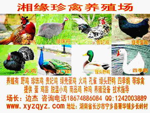 我国特有山鸡品种，羽毛色彩斑斓