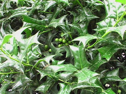 板蓝根种植最佳时间，花卉种植爆款指南