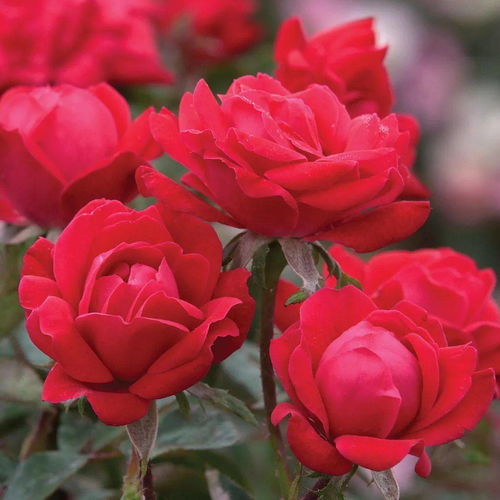 月季佳人的诞生与成长