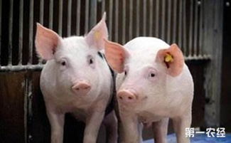 热应激为何导致育肥猪食欲不振、生长缓慢？