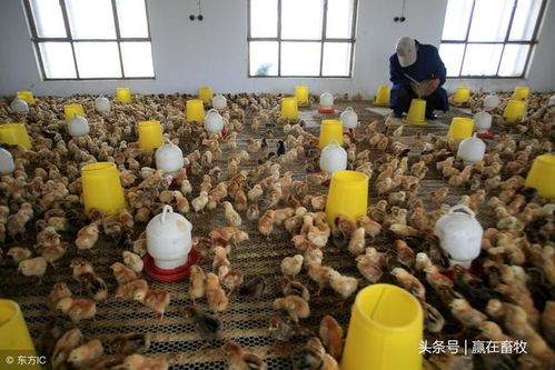 新手必看：高效养鸡技巧，鸡苗成活率提升秘籍！