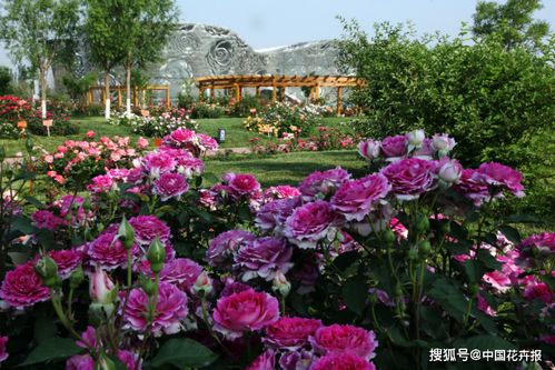 月季苗圃：电商化的挑战与机遇