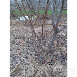 银杏树育苗：种子用量有讲究