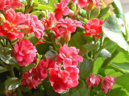 长寿花：冬天里的暖阳