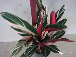七彩石与花卉的完美邂逅