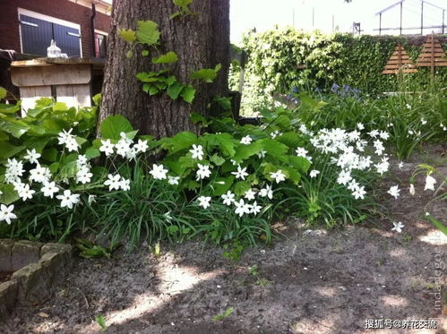 树木的选择：长寿与长绿是关键