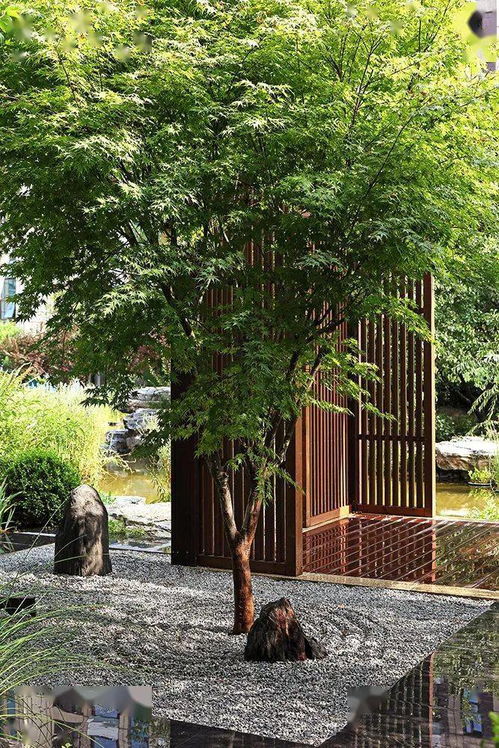 那么者阝有哪些全年不落叶的抗冻绿植呢？快来堪堪吧！