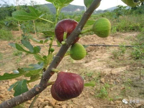 无花果树为何在冬天掉叶子？有没有什么方法可以防止它冬季落叶