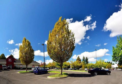 苗木的“盘根现象”与“货架寿命”