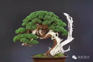 榕树、 梅花、黄杨，各有各的特色