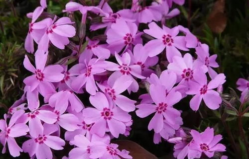 3月份开花的花卉