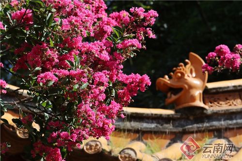 昆明古树紫薇绽放， 夏日美景如画