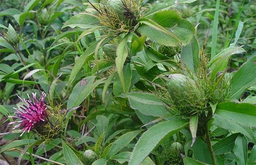 “茉莉花叶黄，根须检查修”