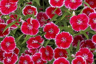 二年生花卉， 那些美丽的过客