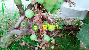 什么药Neng治葡萄溃疡病？