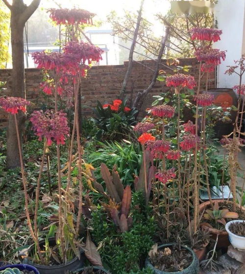 实验田里的发现