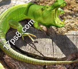 长期接触杀虫剂对蜥蜴的健康有何影响？