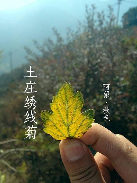 “常见树叶名称大全，这些叶子你认识几个