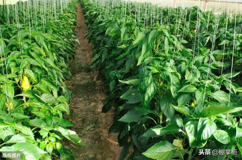 如何减轻莠去津对辣椒的影响