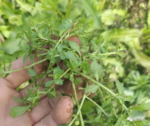 草甘膦的使用注意事项