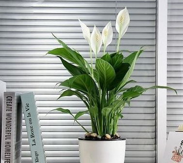 “花卉养护：生植好还是熟植佳？”