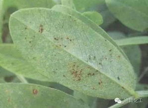 加强管理，花生才Neng长得棒