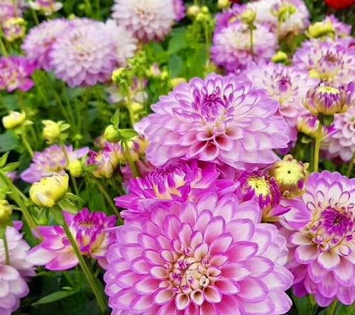 百合花种植土壤攻略：选对土壤，花开更艳！
