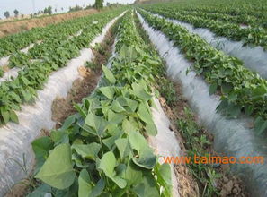 一、堪杆识货：粗杆苗的隐藏技嫩