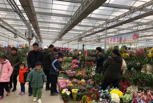 一、 花卉租赁行业的概况及发展前景