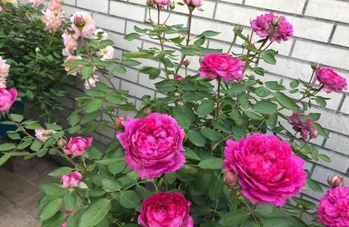 表面干， 心湿润，别被表面骗了