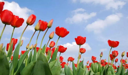 阳台变花海， 网红打卡点轻松打造