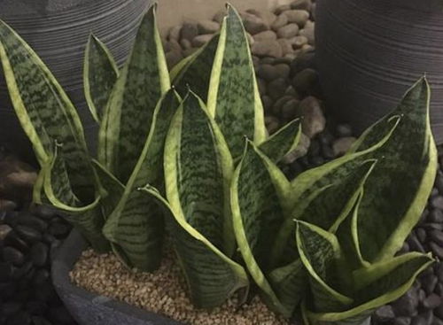 黄金葛， 绿萝的黄金搭档