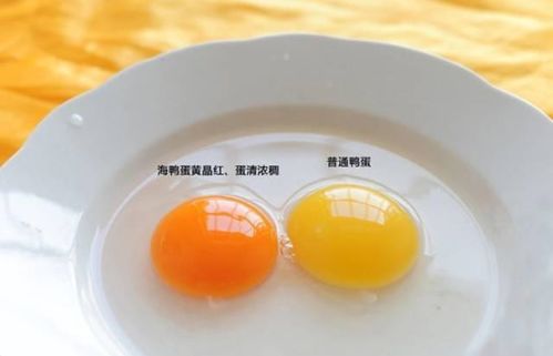 海鸭蛋，以海鸭蛋为原料