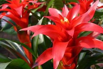 鸿运当头，一生只开一次花