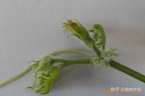 葡萄多效唑药害的处理方法