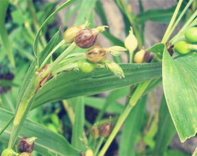 播种深度的讲究