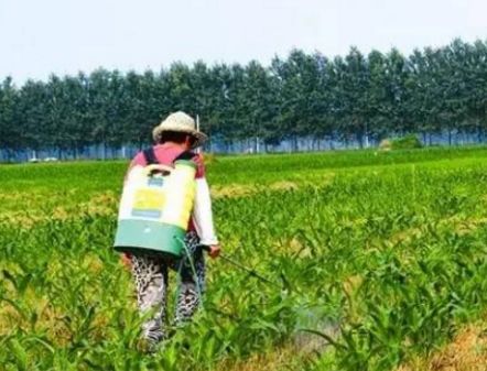 大规模使用除草剂对土壤有害吗？如何除草既有效又不伤泥土？