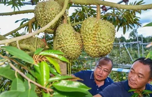 榴莲生长之谜：树上还是地头？揭秘中国榴莲的产地大搜索！