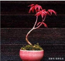 怎么摘叶？有讲究